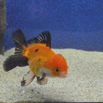 Thai Oranda Apache 2.5” male(FEB-653)R3B21