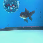 Thai Oranda Tri-Color 2.5” Male(FEB-632)R3B15