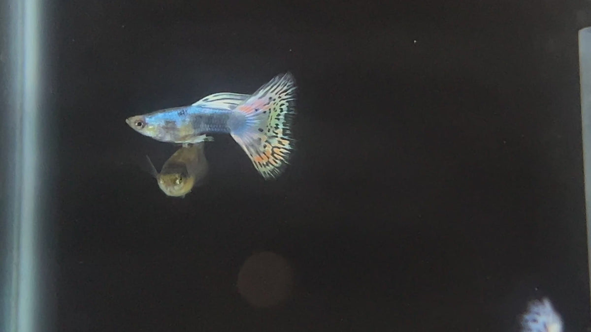 Rare Lazuri Rainbow Tiger Red Mosaic guppy