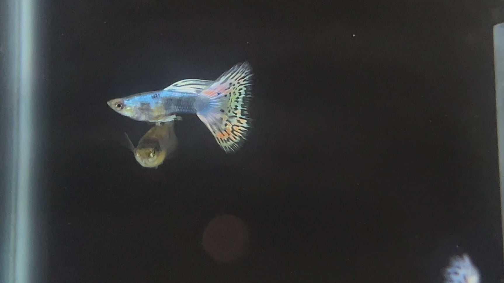 Rare Lazuri Rainbow Tiger Red Mosaic guppy