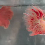 Live Male Betta Orange Vanda Armageddon Over Halfmoon (TNK-A681) High quality What you see What you get!!