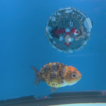 Thai Ranchu Gold Calico 2.5in Female (FEB-706)R3B18