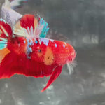 Live Male Betta Red Galaxy Koi Giants Plakat (TNK-A398)  R11F11 High quality What you see What you get!!