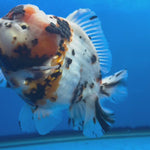 Thai Oranda Tri-Color Tiger 4.5" Female (NKT-CK-1566)BLUETUB-B