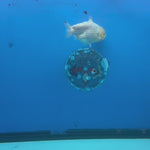 Thai Ranchu White Lemonhead Shark 3.5in Female (FEB-446)BLUETUBA