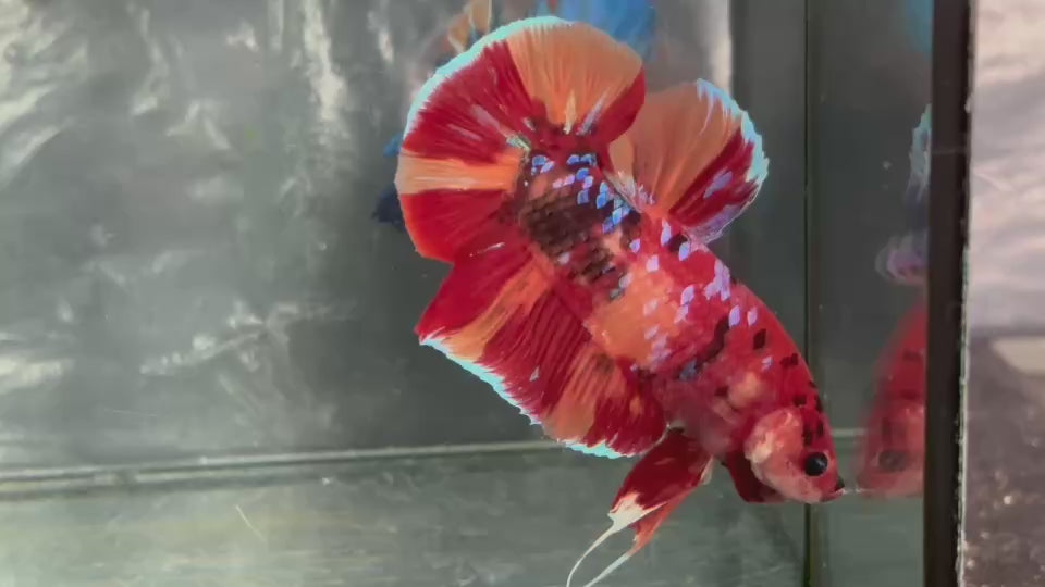 Live Male Betta Red Galaxy Nemo Giants Plakat (TNK-A621) S167 High quality what you see what you get!!
