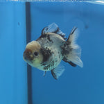 Thai Oranda Lemon Head Granite Shogun Farm 3.2" Body Female 6mths(FEB-578B)R3B02
