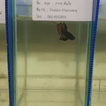 ORANGE HYBRID SPLENDENS Male Wild Betta Our Choice (CBM-1093)