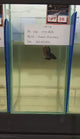 ORANGE HYBRID SPLENDENS Male Wild Betta Our Choice (CBM-1093)