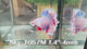 xxLive Male Betta Fancy Purple Pink Light colors Halfmoon Rosetail (Sky-1057)S189 High quality what you see what you get!!