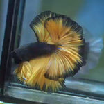 Live Male Betta Black Yellow Mustard Over Halfmoon (MKP-577) High quality what you see what you get!!
