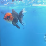 Thai Oranda Apache 2.5” Female(FEB-666)R3B03