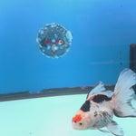 Thai Oranda Tri-Color 3in Female (FEB-687)R3A06