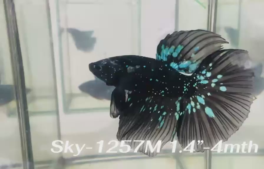 Live Male Betta Black Galaxy Avatar Super Delta (Sky-1257) High quality What you see What you get!!