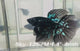 Live Male Betta Black Galaxy Avatar Super Delta (Sky-1257) High quality What you see What you get!!