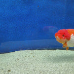 Thai Ranchu Red & White 4in Female (FEB-463)BLUETUBA