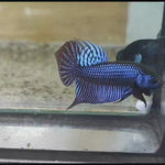 (WORA-993) STEEL BLUE MAHACHAI SPADE TAIL WILD MALE BETTA