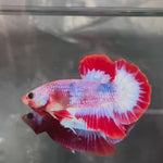 Live Male Betta Fancy Red Pattern Startail Plakat (TNK-A465)S048✔️ High quality What you see What you get!!
