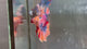 Live Male Betta Candy Sweet Colors Plakat (TNK-A759) High quality What you see What you get!!