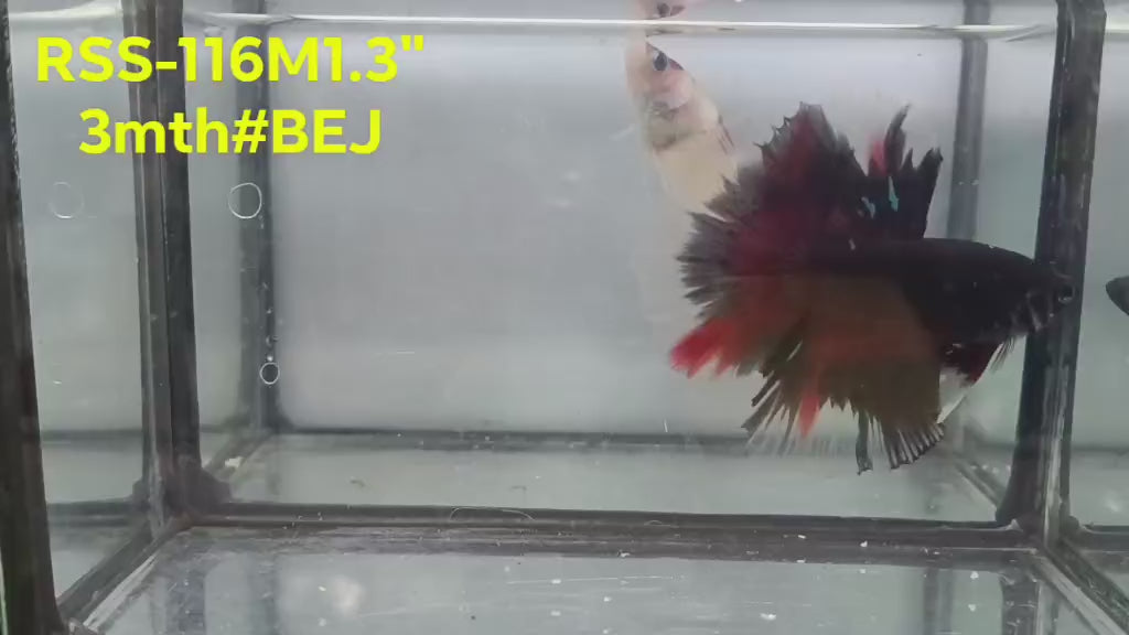 Live Male Betta Black Koi Halfmoon (RSS-116) High quality what you see what you get!!