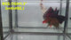 Live Male Betta Black Koi Halfmoon (RSS-116) High quality what you see what you get!!