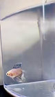 Live Betta Fish Marble Cellophane Double Tail Female Betta  (LLL-1021)What you see is what you get!