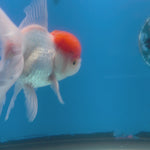 Thai Oranda Red & White 3.5” Female(FEB-712)R1A07