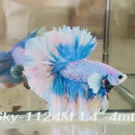 Live Male Betta Fancy Blue Grizzle Halfmoon Rosetail (Sky-1124)S225 High quality What you see What you get!!