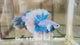 Live Male Betta Fancy Blue Grizzle Halfmoon Rosetail (Sky-1124) High quality What you see What you get!!