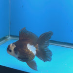 Thai Oranda Lemon Head Panda Jumbo Breed 2.8" Body Male 6mths(FEB-547)