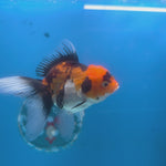 Thai Oranda Tri-Color 3.5” Female(FEB-707)R1A07