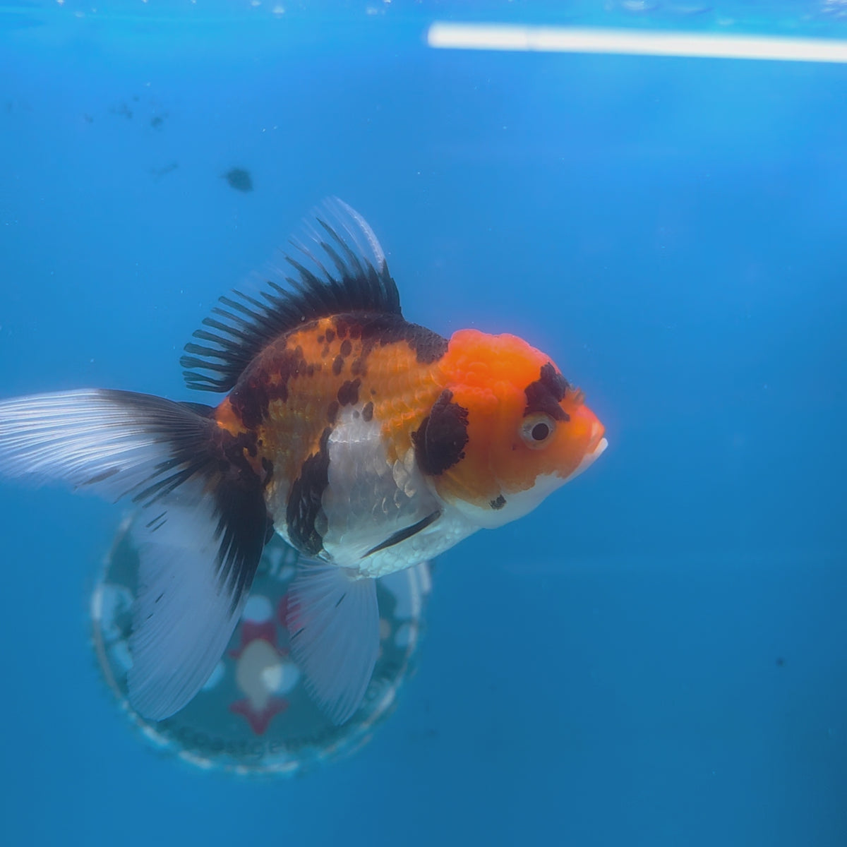 Thai Oranda Tri-Color 3.5” Female(FEB-707)R1A07