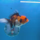 Thai Oranda Tri-Color 3.5” Female(FEB-707)R1A07
