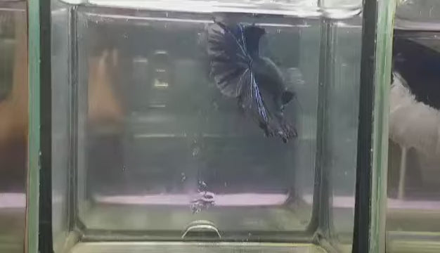 Super Black Halfmoon  Male Betta Our Choice (CBM-1011)