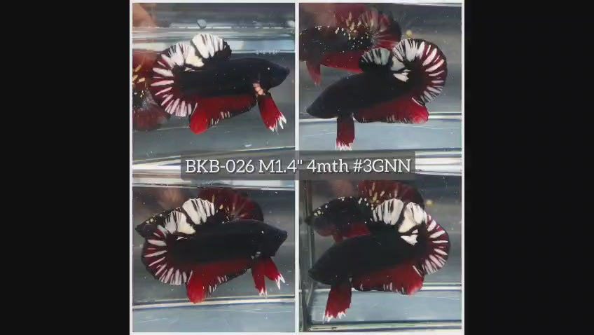 Live Male Betta Black Copper Galaxy Plakat (BKB-026) High quality what you see what you get!!