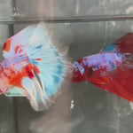 Live Male Betta Orange Galaxy Koi Halfmoon (TNK-A659)S026 High quality what you see what you get!!