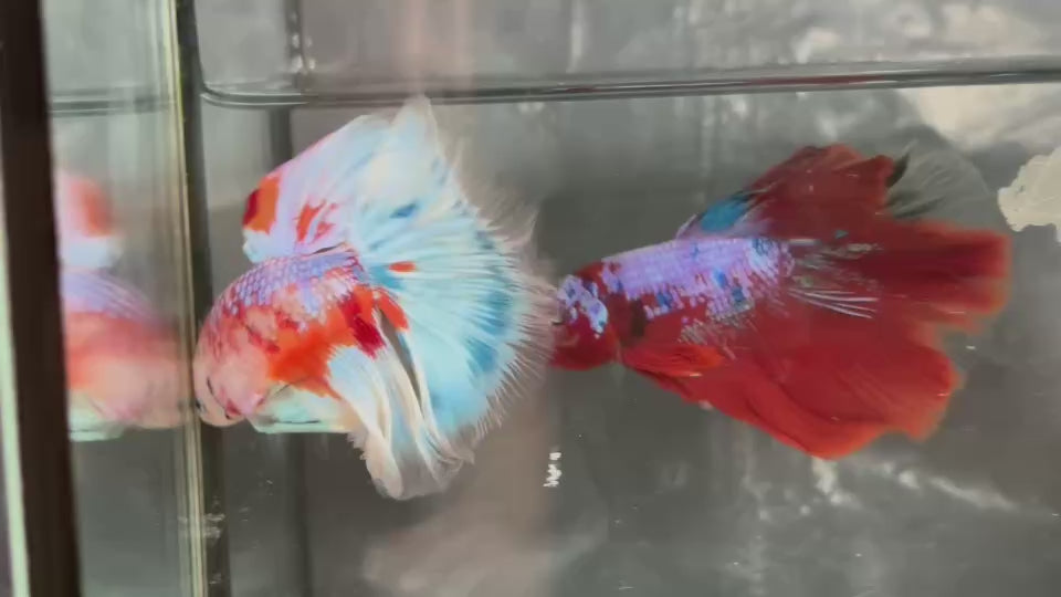 Live Male Betta Orange Galaxy Koi Halfmoon (TNK-A659) High quality what you see what you get!!