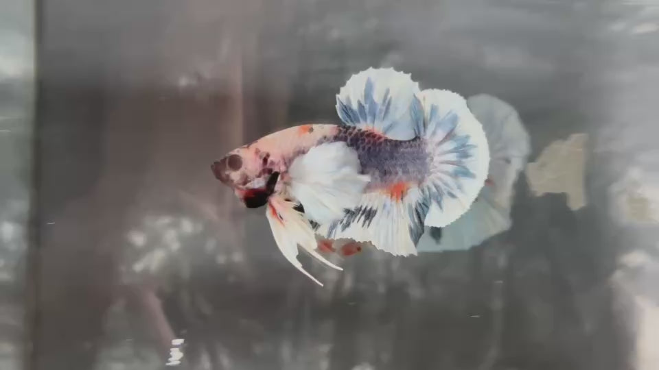 Live Male Betta Fancy Marble Dumbo big ear Plakat (TNK-A746) High quality What you see What you get!!