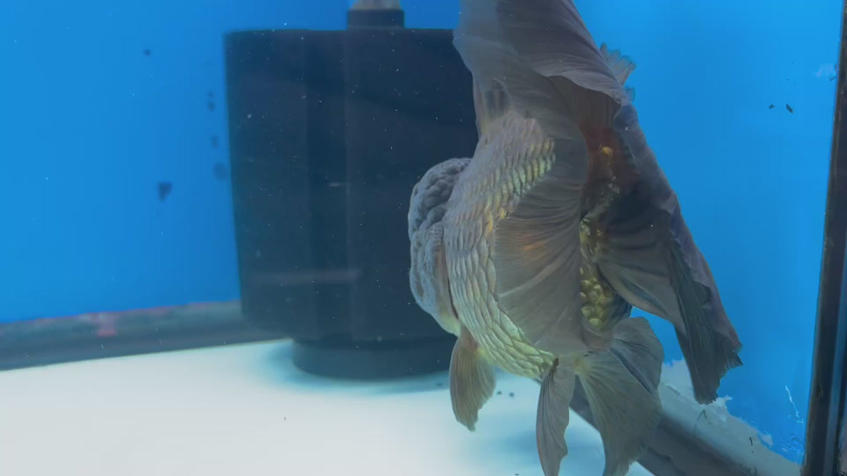 Thai Oranda Full Black 4” Body Female(CK-1501)BlueTubB