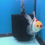 Thai Oranda Tri-Color 2.5” Female(FEB-674)R3B01