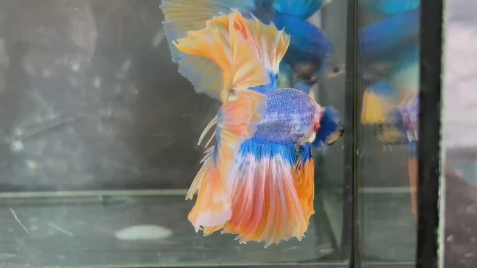 Live Male Betta Fancy Yellow Mascot Over Halfmoon (TNK-A778) High quality What you see What you get!!