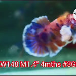 Live Male Betta Fancy Dumbo Big ear Plakat (NAW-148) what you see what you get!
