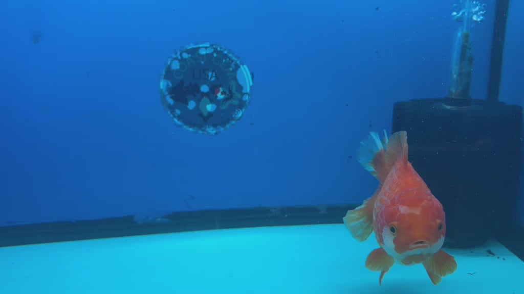 Thai Oranda JUMBO Red & White Orchid Tail  5in Female (FEB-435)R2A08