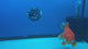 Thai Oranda JUMBO Red & White Orchid Tail  5in Female (FEB-435)R2A08