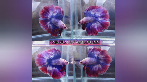 Live Male Betta Red Blue Muscot Flag Doubletail Halfmoon