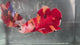 Live Male Betta Classic Nemo Giants Plakat (TNK-A623)S288 High quality what you see what you get!!