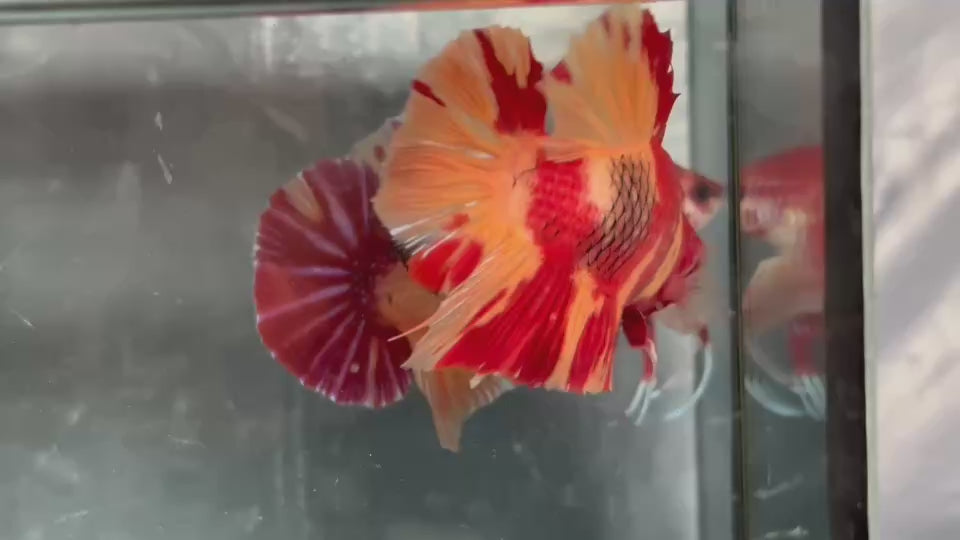 Live Male Betta Red Yellow Duo colors Giants Plakat (TNK-A633)S249 High quality what you see what you get!!