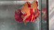 Live Male Betta Red Yellow Duo colors Giants Plakat (TNK-A633)S249 High quality what you see what you get!!