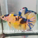 Live Male Betta Yellow Koi Giants Plakat (Sky-1186) High quality what you see what you get!!
