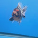 Thai Oranda Tri Color Tiger Godzilla 3.5 inch Body Male (FEB-936)BLUETUBC
